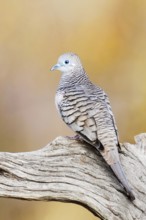 Peaceful Dove (Geopelia placida), Victoria, Australia