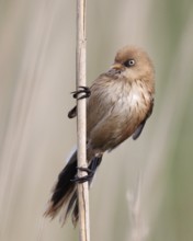 Bearded Reedling (Panurus biarmicus) juvenile, Mecklenburg-Western, Pomerania, Germany