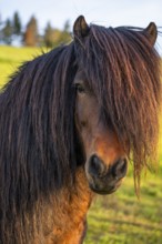 Pony stallion with flowing mane, portrait, black-brown. Evening, golden hour. Germany