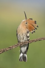 Eurasian Hoopoe (Upupa epops) perched on a branch, Aosta Valley, Italy