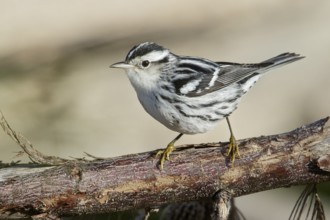 Black-and-White Warbler (Mniotilta varia) perched on a branch in Cuba