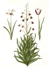 Lady's tulip (Tulipa), Variation of the tulip clusiana, Persian fritillary (Fritillaria) persica,