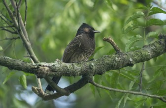 A Red-vented Bulbul (Pycnonotus cafer) on a tree branch, Sreepeur, Gazipur