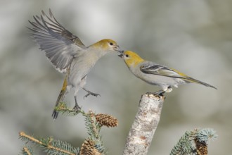Pine Grosbeak (Pinicola enucleator) female, Alaska, USA