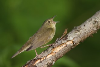 River Warbler (Locustella fluviatilis) singing, Hungary