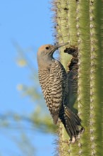 Gilded Flicker Colaptes auratus Tucson, Pima Co., ARIZONA, USA 26 April Adult Female Picidae
