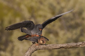 Red-footed Falcon (Falco vespertinus) pair mating, Subotica, Serbia