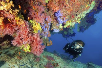 Underwater photo diver swimming through a lively colourful coral reef with many species of soft