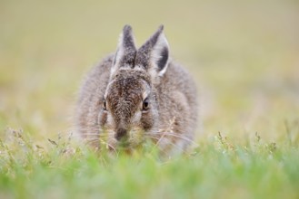 European hare (Lepus europaeus), young animal sitting in a meadow, North Rhine-Westphalia, Germany