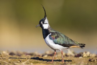 Northern Lapwing (Vanellus vanellus) male, North Rhine-Westphalia, Germany
