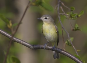 Philadelphia Vireo (Vireo philadelphicus), Ontario, Canada