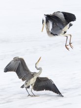 Grey Heron (Ardea cinerea) flying, Berlin, Germany