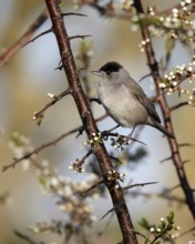 Eurasian Blackcap (Sylvia atricapilla) male, Mecklenburg-Western Pomerania, Germany
