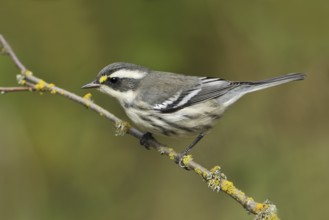 Black-throated Grey Warbler (Setophaga nigrescens), British Columbia, Canada