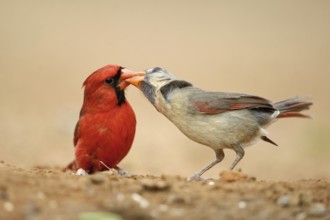 Northern Cardinal (Cardinalis cardinalis), Texas, USA