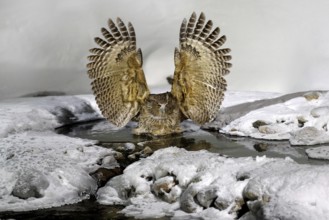 Blakiston's fish owl, Bubo blakistoni, largest living species of owl, fish owl, a sub-group of