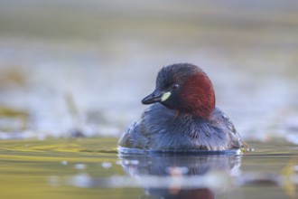 Little Grebe (Tachybaptus ruficollis), North Rhine-Westphalia, Germany