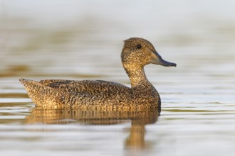 Freckled Duck (Stictonetta naevosa) female, Victoria, Australia