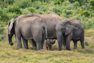 Herd of elephants with baby, African elephant (Loxodonta africana), Addo Elephant National Park,
