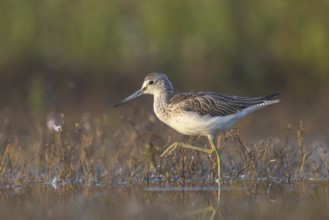 Common Greenshank (Tringa nebularia) foraging, North Rhine-Westphalia, Germany
