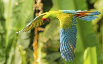 Großen Soldatenara oder Bechsteinara (Ara ambiguus)