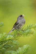 Dark-eyed Junco Junco hyemalis east of Beaver, Utah, United States 4 July Adult singing.