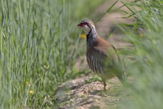 Red-legged Partridge (Alectoris rufa), Castile-La Mancha, Spain