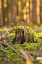 Moss-covered tree stump in the forest illuminated by sunlight, Calw, Black Forest, Germany
