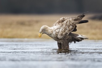 White-tailed Eagle (Haliaeetus albicilla), Poland