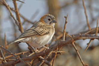 Schuppenkopfweber (Sporopipes frontalis) perched on a branch, Masai Mara, Kenya