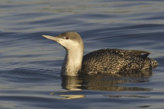 Red-throated Loon (Gavia stellata), California, USA