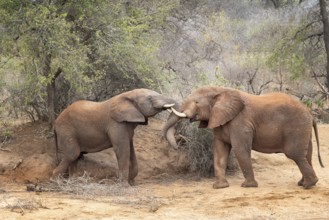 African elephant (Loxodonta africana) two males fighting, South Africa