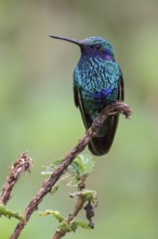 Sparkling Violet-ear (Colibri coruscans) perched on a branch in Manu National Park, Peru