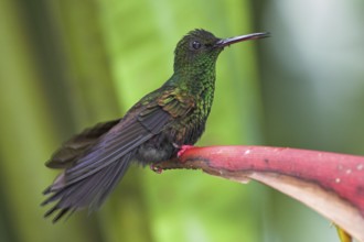 Bronze-tailed Plumeleteer (Chalybura urochrysia), Costa Rica