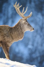 Red deer (Cervus elaphus) stag, portrait, in the mountains in tirol, snow, Kitzbühel, Wildpark