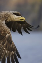 White-tailed Eagle (Haliaeetus albicilla) flying, Nord-Trondelag, Norway