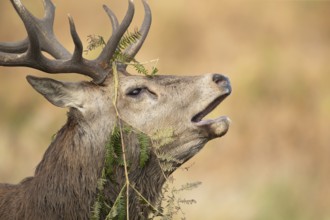 Red deer (Cervus elaphus) adult male stag mammal roaring during the rutting season in autumn,