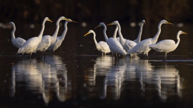 Great Egret (Ardea alba) group, Saxony-Anhalt, Germany
