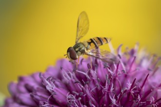 Common hoverfly (Eupeodes corollae) adult insect feeding on a garden purple Allium flower in