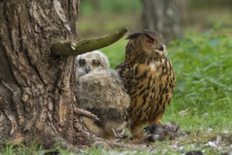 Eurasian Eagle-Owl (Bubo bubo) female with chick, Utrecht, Netherlands