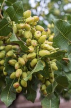 Alamogordo, New Mexico, Pistachios growing at Eagle Ranch, which sells the nuts under the Heart of