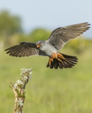 Red-Footed Falcon (Falco vespertinus), adult male landing on a branch, Galicia, Spain