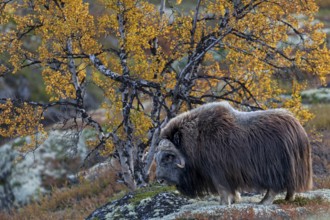 Musk ox bull (Ovibos moschatus) in autumnal tundra landscape, autumn, Ruska, autumn colours, Norway