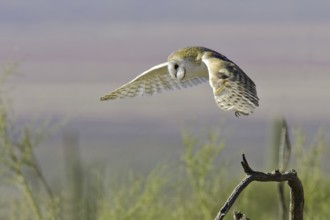 Western Barn Owl (Tyto alba) taking flight, Arizona, USA