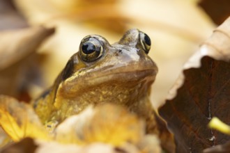 Common frog (Rana temporaria) adult amphibian on fallen autumn leaves in a garden, England, United