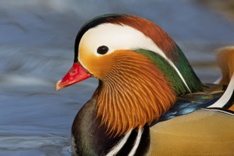 Mandarin duck, (Aix galericulata), animals, birds, duck birds, male, drake, forest park, Mannheim,