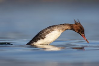 Red-breasted Merganser (Mergus serrator) female, British Columbia, Canada