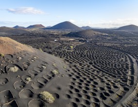 Typical drywall viticulture in volcanic landscape, on volcanic ash, lapilli, aerial view, vines, La