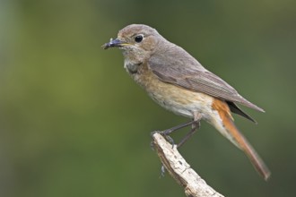 Common Redstart (Phoenicurus phoenicurus) female, Baden-Wuerttemberg, Germany