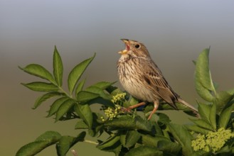Corn Bunting (Emberiza calandra) singing, Lake Neusiedl, Austria